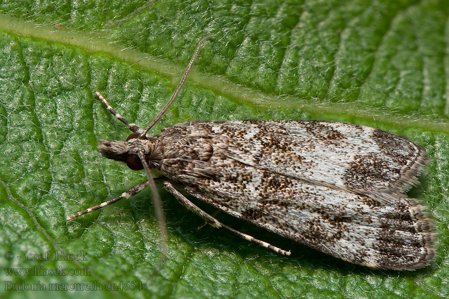 Eudonia mercurella Molnugglemott Båndmosemott