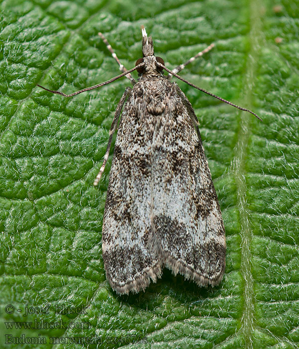 Small Grey Sivenka stromová Eudonia mercurella