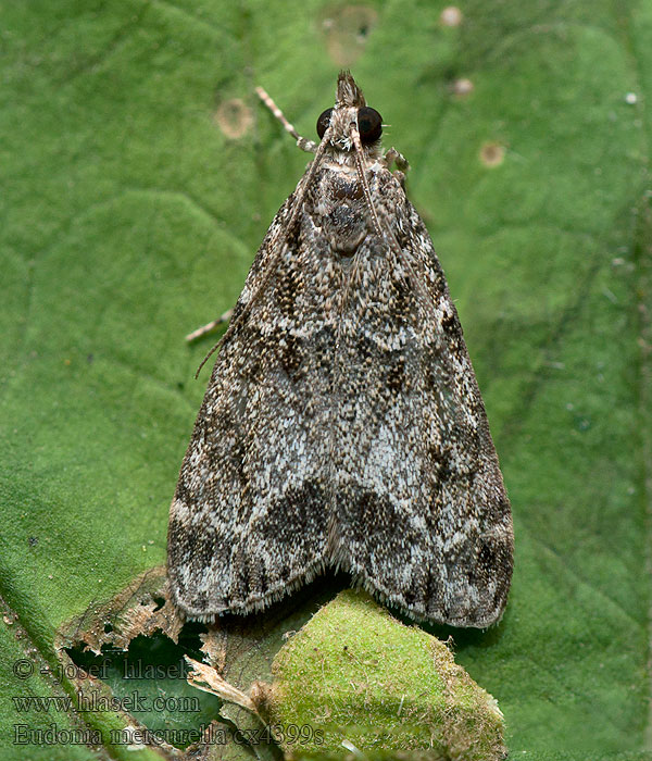 Variabele granietmot Törpe zuzmóilonca Eudonia mercurella