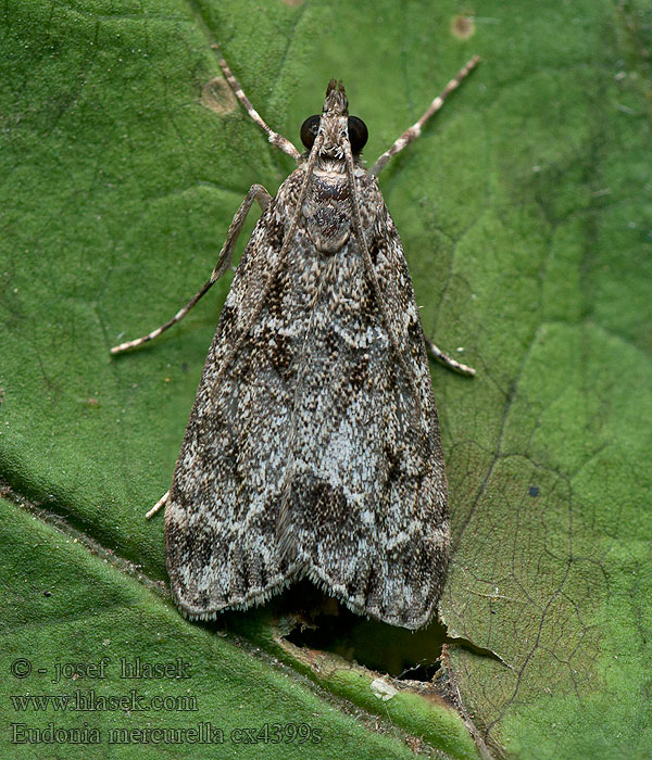 Molnugglemott Båndmosemott Eudonia mercurella