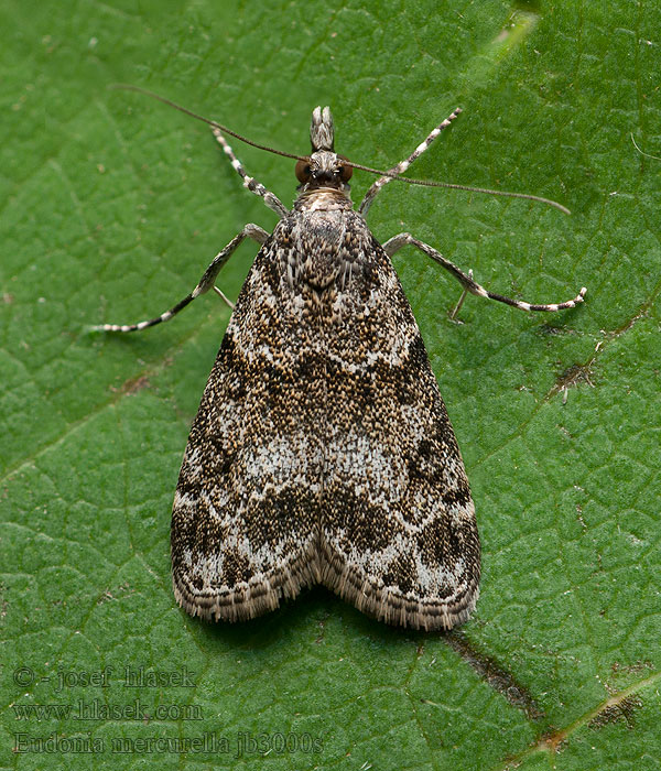 Eudonia mercurella