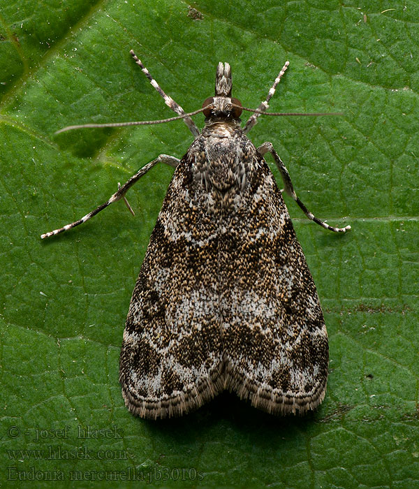 Eudonia mercurella