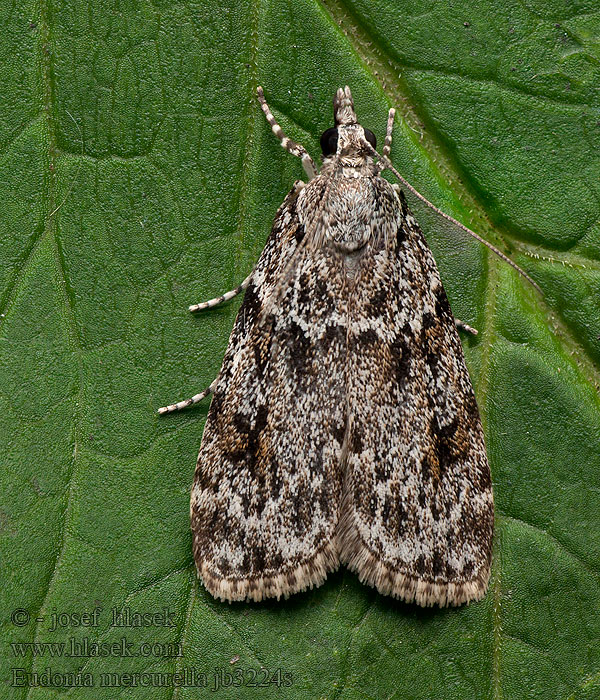 Molnugglemott Båndmosemott Eudonia mercurella