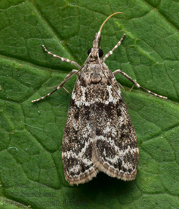 Variabele granietmot Törpe zuzmóilonca Eudonia mercurella