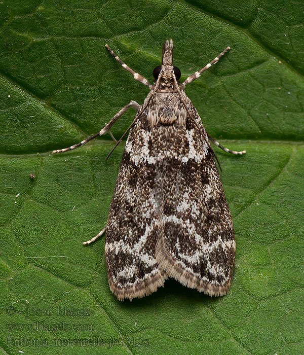 Small Grey Sivenka stromová Eudonia mercurella