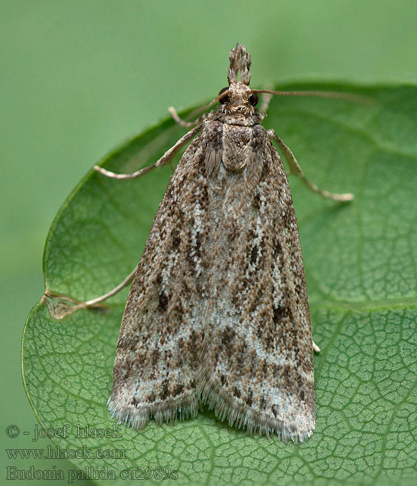 Eudonia pallida Marsh Grey Sivenka bledá Moerasgranietmot