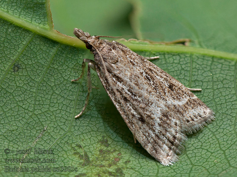 Eudonia pallida Mocsári mohailonca Blekt ugglemott