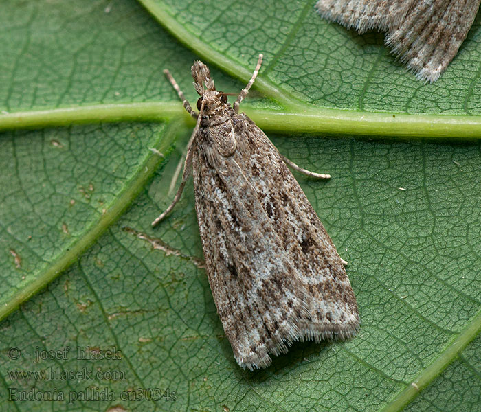 Sivenka bledá Moerasgranietmot Eudonia pallida