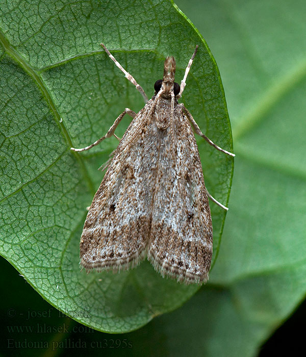 Blekt ugglemott Blek mosemott Eudonia pallida