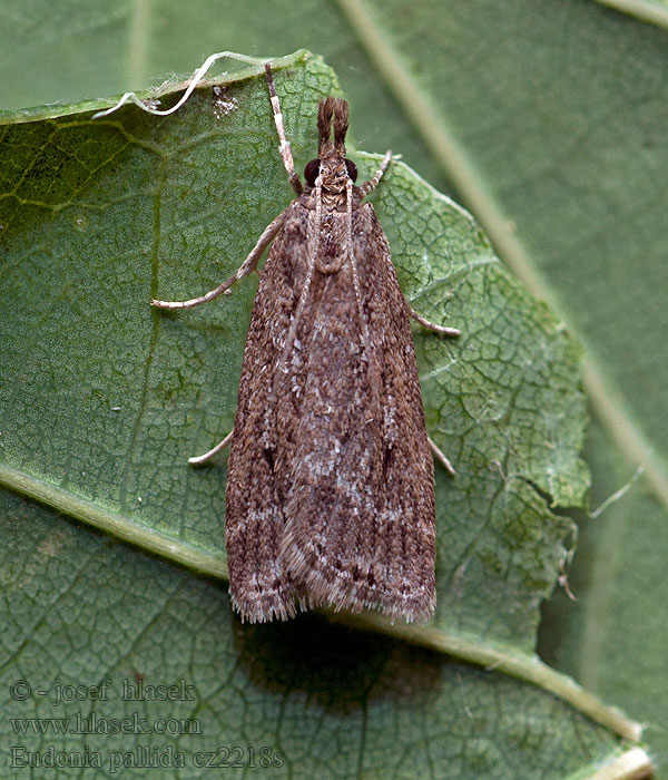 Eudonia pallida