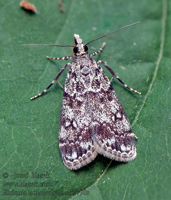 Sivenka zemná Eudonia truncicolella