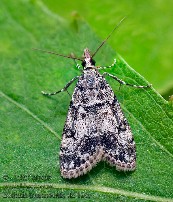 Roomkleurige granietmot Eudonia truncicolella