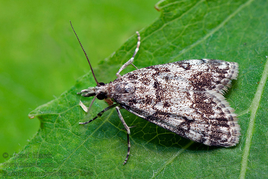 Szürke mohailonca Eudonia truncicolella