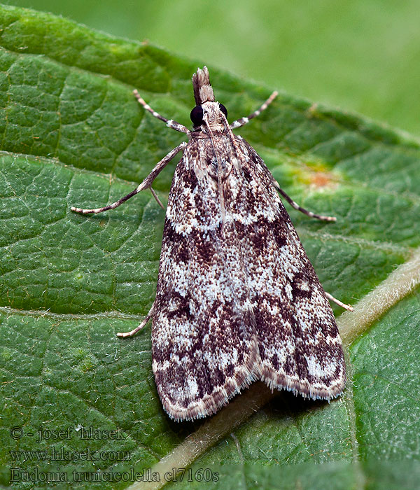 Stamugglemott Eudonia truncicolella