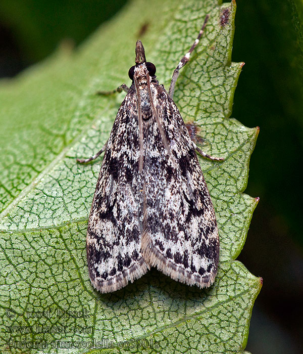 Eudonia truncicolella