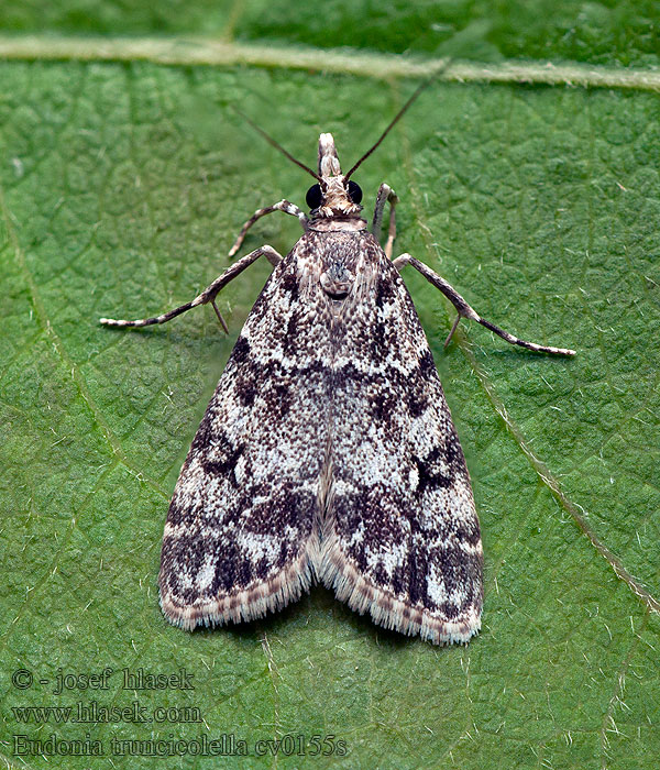 Eudonia truncicolella