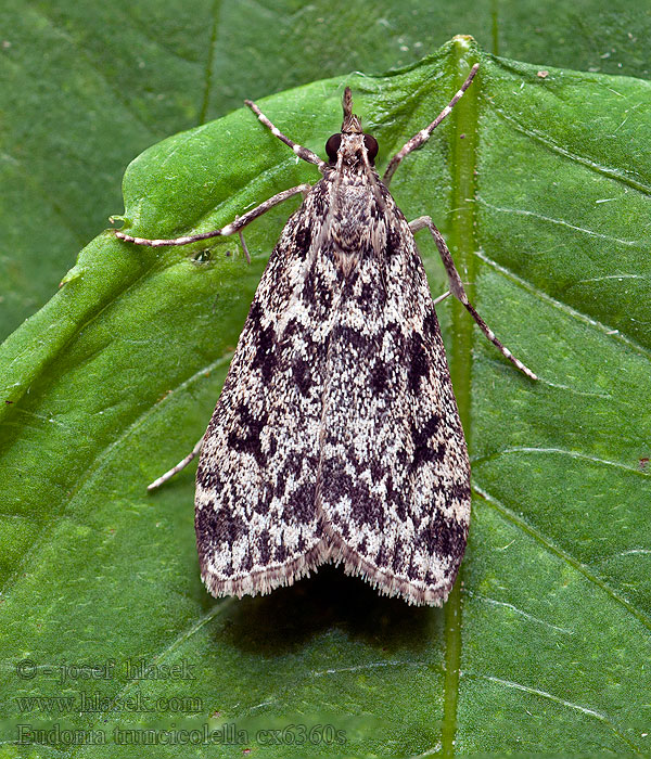 Eudonia truncicolella