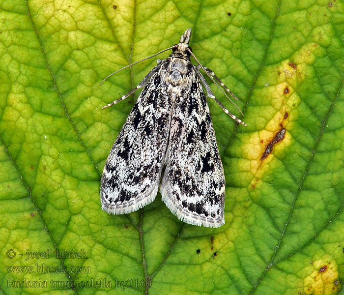 Eudonia truncicolella