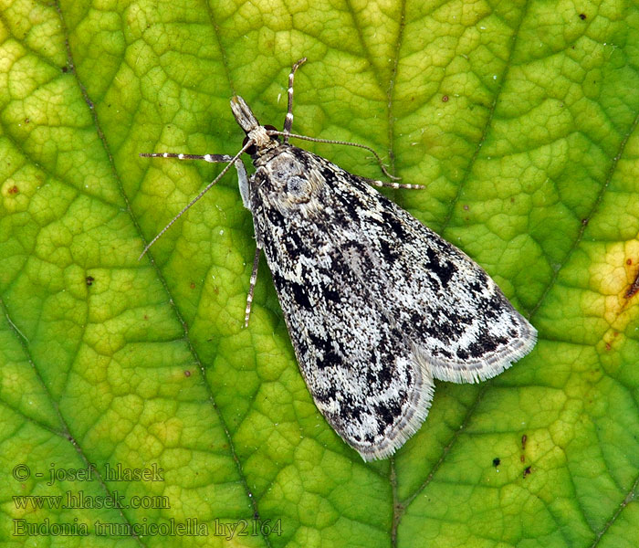 Eudonia truncicolella