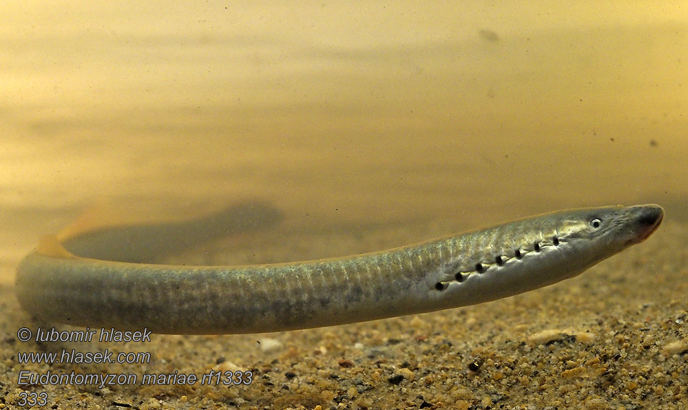 Eudontomyzon mariae Ukrainian brook lamprey