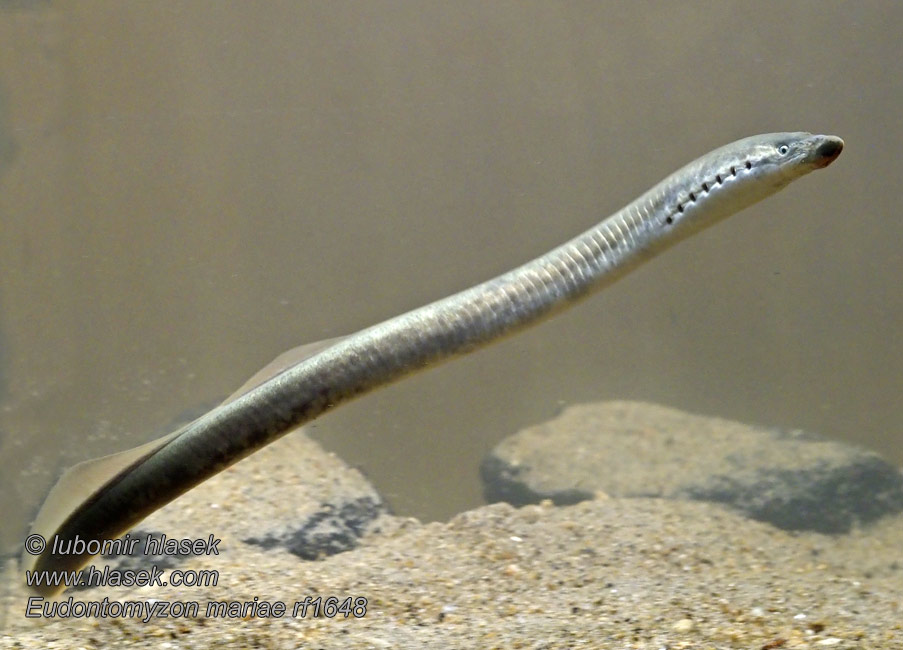 Ukrainian brook lamprey Eudontomyzon mariae