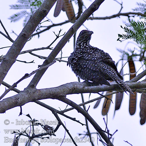 Eudynamys scolopacea Kukačka koel Indischer Koel Común Coucou koël Common Koel comune オニカッコウ koelkägu Variskäki Kuyil Tuweuw Tuwur Asia 초록부리뻐꾸기 Azijinė gegutė Tahu Indische Koël Koül Grønnebbkoel Kukiel zwyczajny Koel vraní Koelgök นกกาเหว่า Kara Kukal 噪鵑 噪鹃