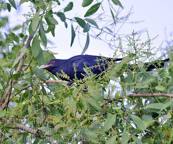 Eudynamys scolopacea fe2364