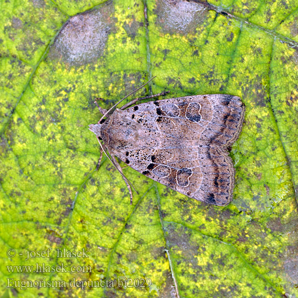 Lännen maayökkönen Noctuelle pointée Plain Clay Mora bodkatá