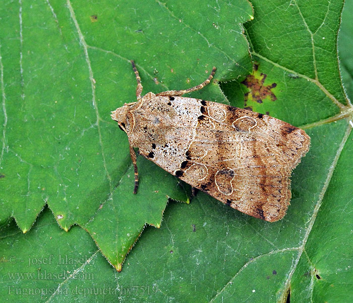 Eugnorisma depuncta Basalfleck-Bodeneule