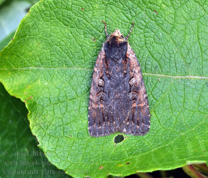 Eugnorisma glareosum glareosa Osenice skvrnkatá Autumnal Rustic