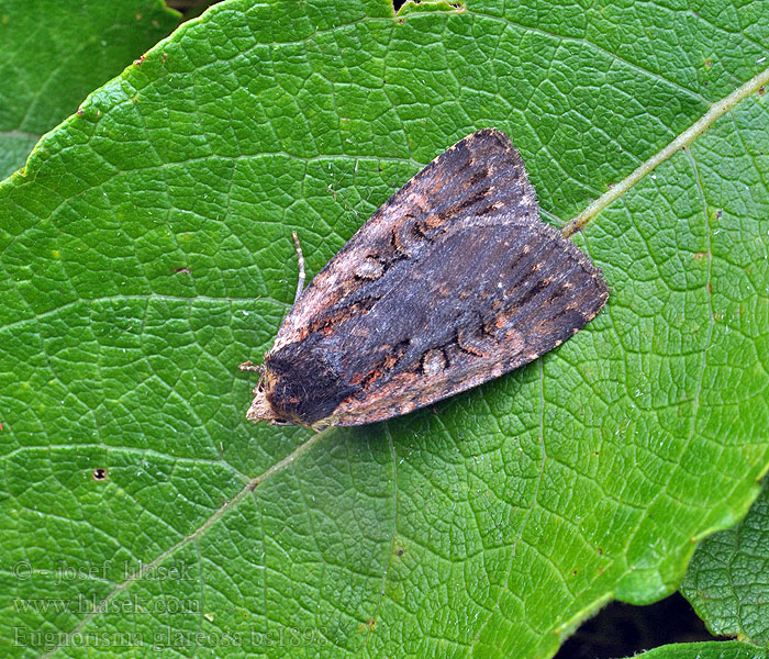 Eugnorisma glareosum Graue Spätsommer-Bodeneule Grijze herfstuil