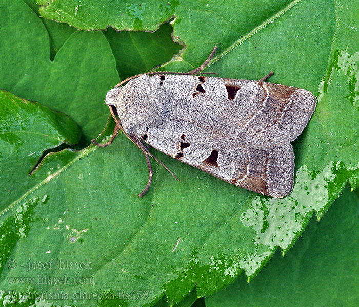 Eugnorisma glareosum glareosa Graue Spätsommer-Bodeneule