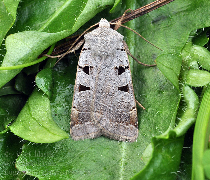 Graue Spätsommer-Bodeneule Eugnorisma glareosum