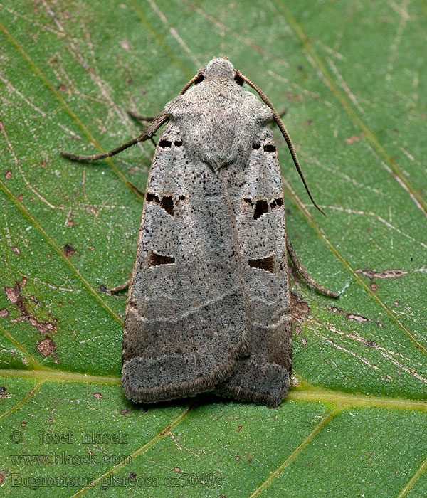 Osenice skvrnkatá Eugnorisma glareosum glareosa