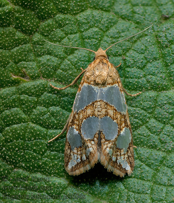 Eugnosta lathoniana