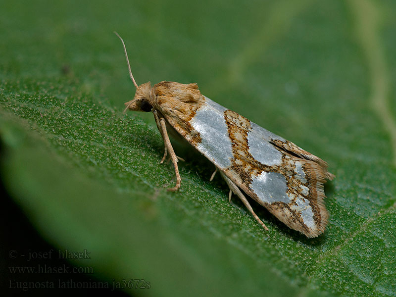 Eugnosta lathoniana