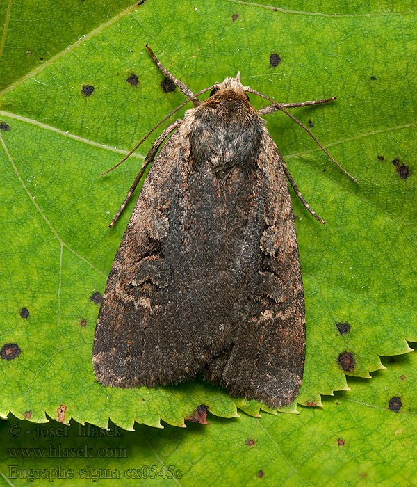 Sigma-uil Rödkantat jordfly Eugraphe sigma