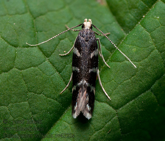 Eulamprotes wilkella Psota striebropásavá