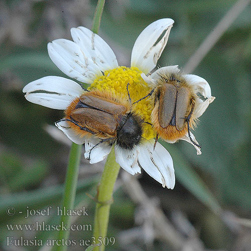 Eulasia arctos ae3509