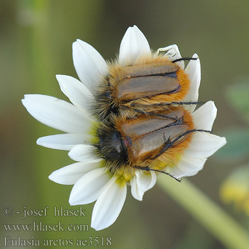 Eulasia arctos ae3518