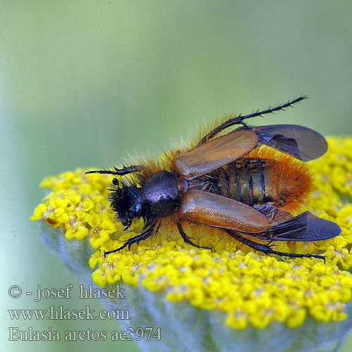 Eulasia arctos