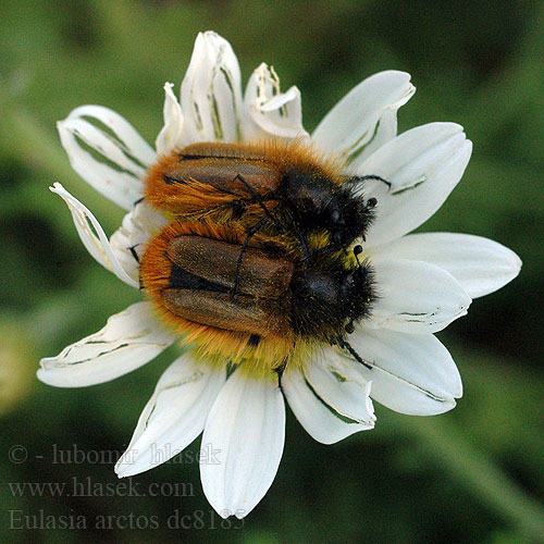 Eulasia arctos