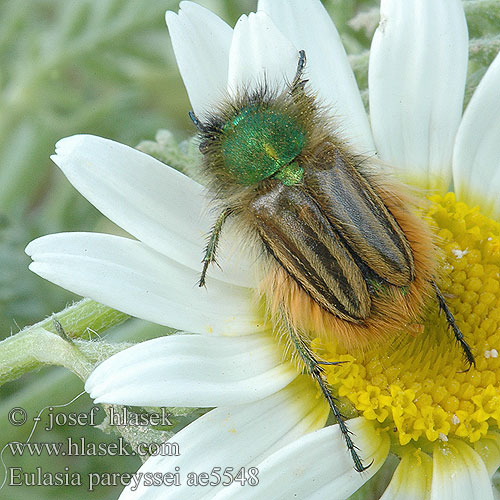 Eulasia pareyssei ae3806