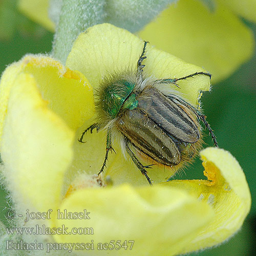 Eulasia pareyssei ae5347