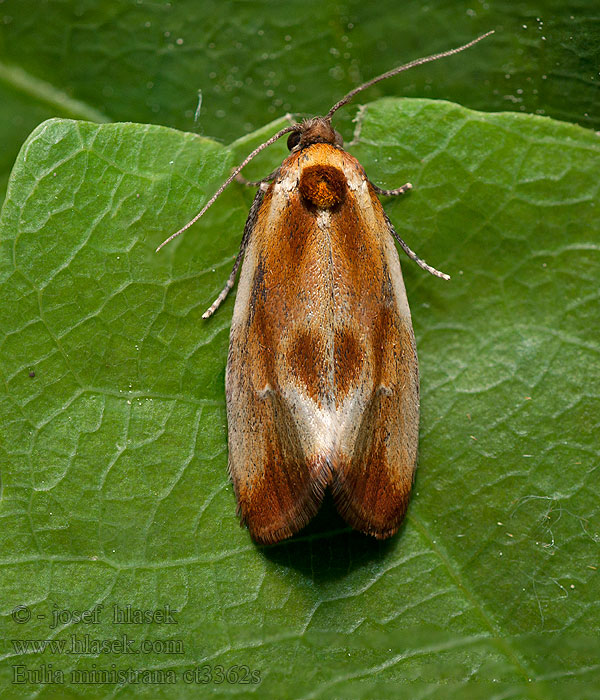 Eulia ministrana