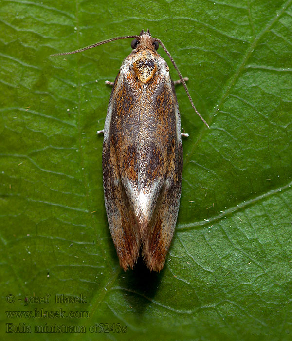 Eulia ministrana