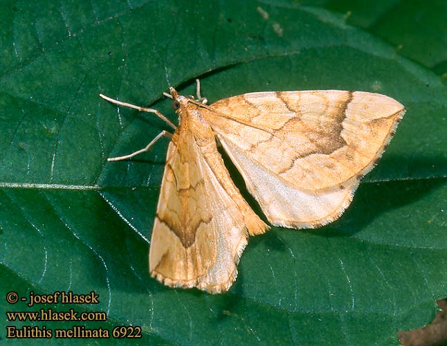 Eulithis mellinata 6922