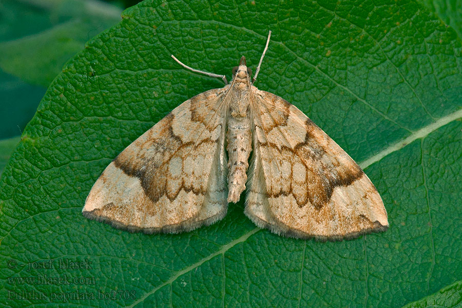 Eulithis populata Píďalka osiková Weiden-Haarbüschelspanner