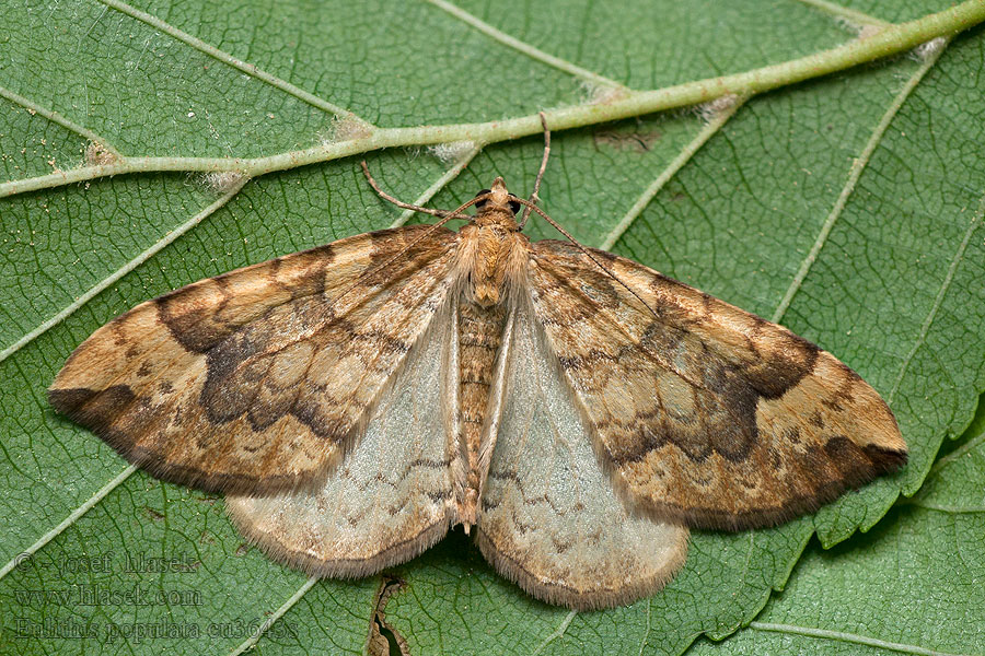 Eulithis populata Píďalka osiková Weiden-Haarbüschelspanner Northern Spinach