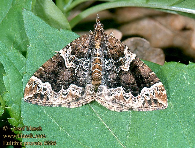 Eulithis prunata Vitbrokig parkmätare Hagebærmåler